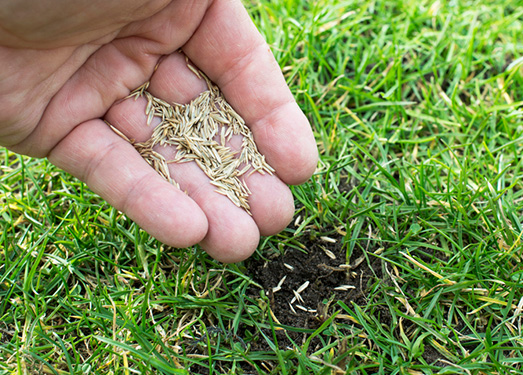 Grass seeds