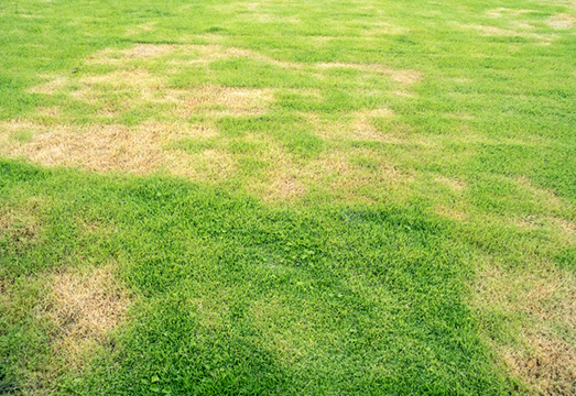 lawn in bad condition and need maintaining