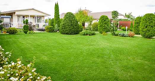 Freshly cut grass