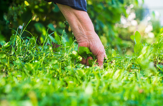 Pulling weeds