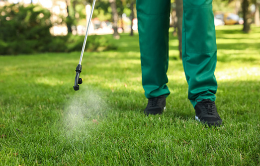 Worker spraying pesticide onto green lawn outdoors