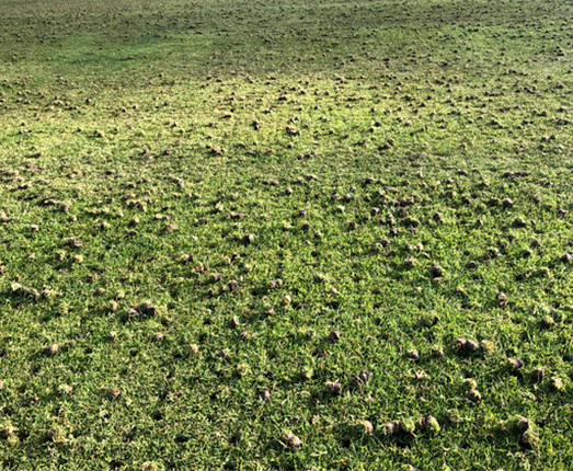 A closeup photo of an aerated golf fairway