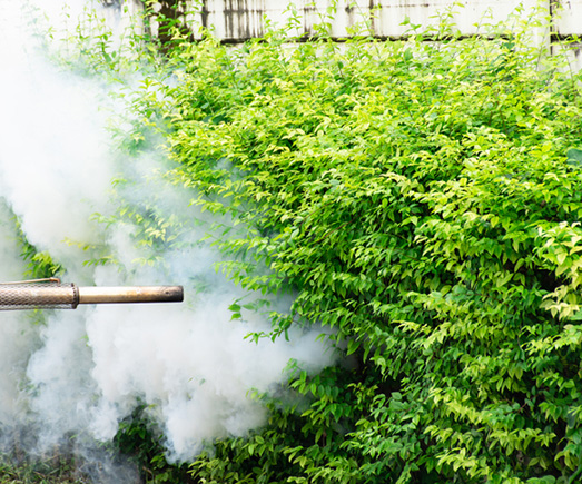 Fogging DDT spray mosquito kill
