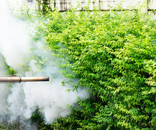 Fogging DDT spray mosquito kill
