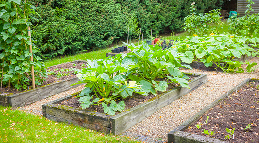 raised beds and courgette (zucchini) plants