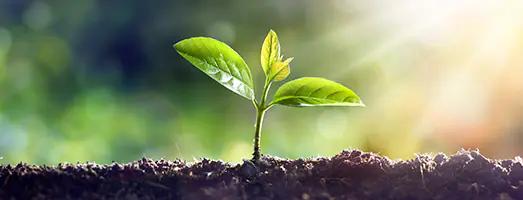 Plant