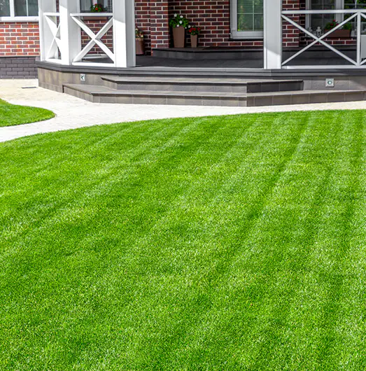 Freshly cut grass